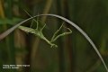 15 Sept-PrayingMantis